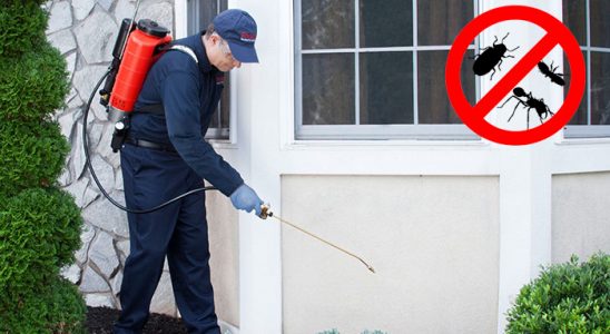 Eğil Kemirgen İlaçlama böcek ilaçlama ve haşere kontrolü — ilaclama-tr.com